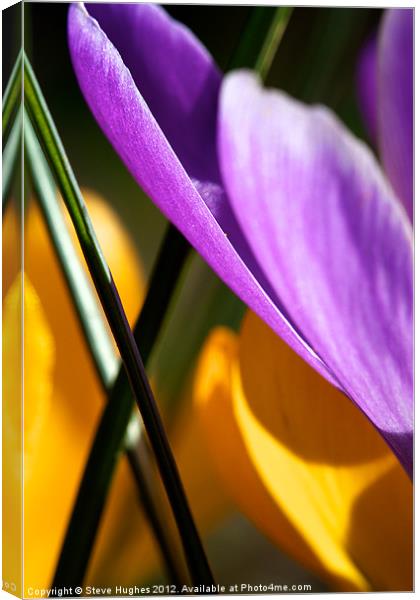Spring  Crocus Flowers Abstract Canvas Print by Steve Hughes