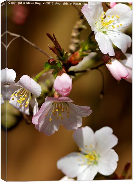 Cherry Blossom Canvas Print by Steve Hughes