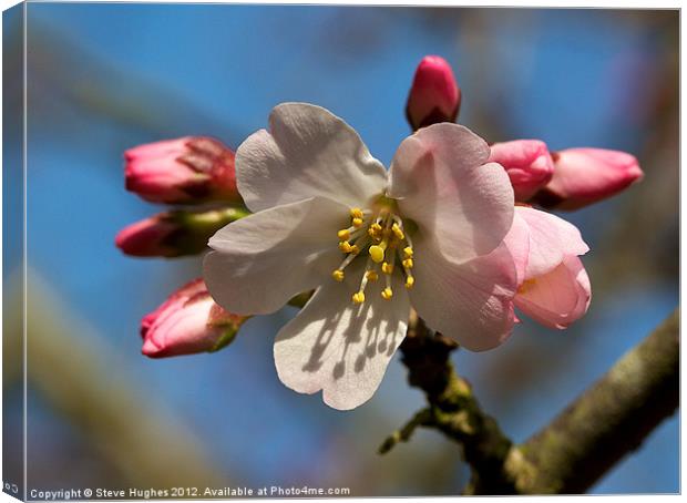 Pretty Pink Blossom floral canvas Canvas Print by Steve Hughes