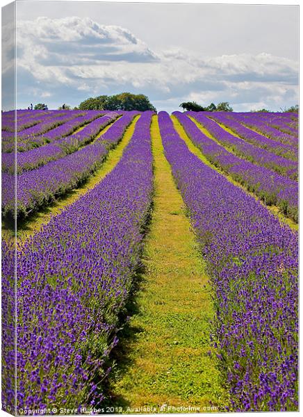 Mayfield Lavender Fields Surrey Canvas Print by Steve Hughes