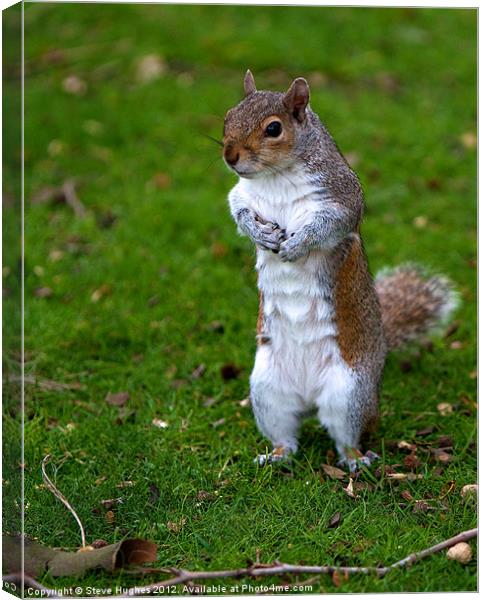 Grey Squirrel begging for food Canvas Print by Steve Hughes