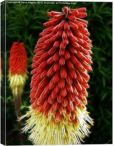 Red Hot Pokers Canvas Print by Steve Hughes