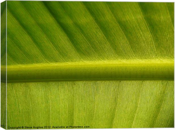 Green Fern Leaf Canvas Print by Steve Hughes