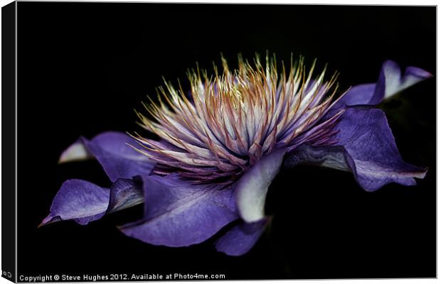 Purple Clematis flower Canvas Print by Steve Hughes