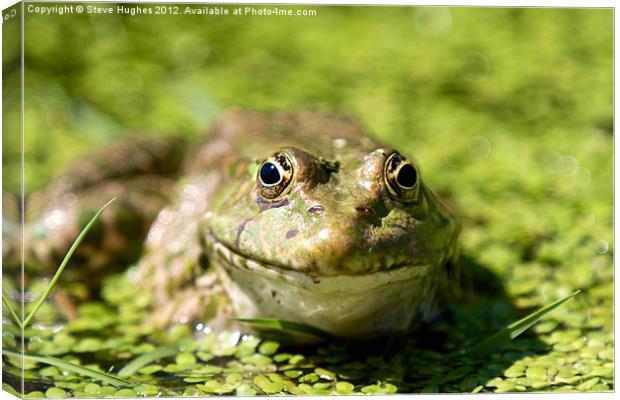 Frog enjoying the Summer Sunshine Canvas Print by Steve Hughes