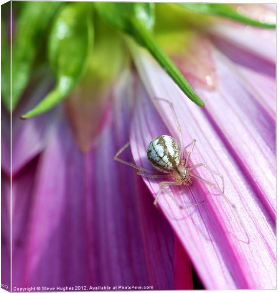 Spider on Pink Cosmos flower Canvas Print by Steve Hughes
