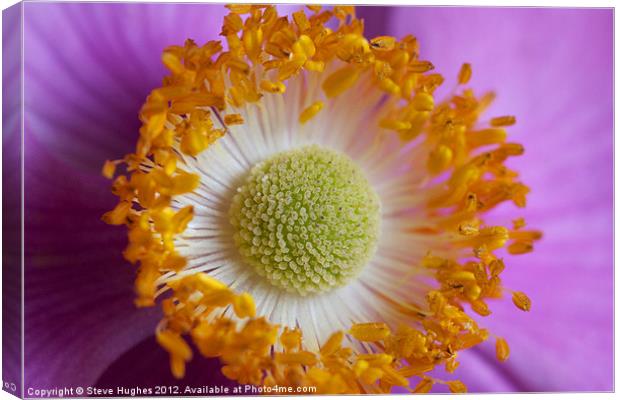 Macro of Anemone flower Canvas Print by Steve Hughes