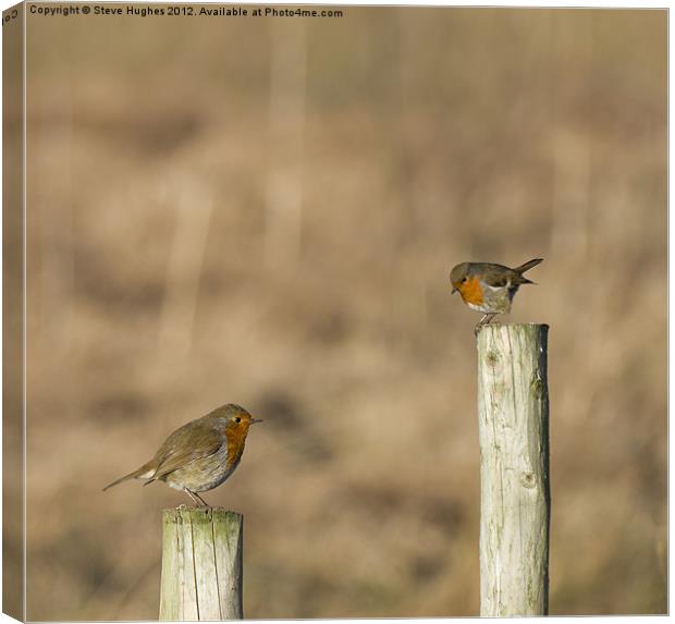 Two Perched (Erithacus rubecula) Canvas Print by Steve Hughes