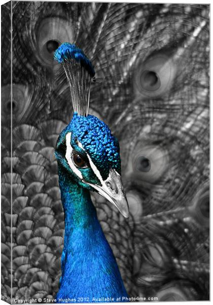 Blue Peacock Canvas Print by Steve Hughes
