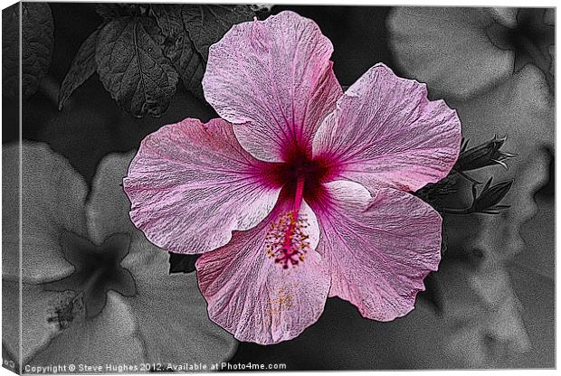 Pink Hibiscus flower Canvas Print by Steve Hughes
