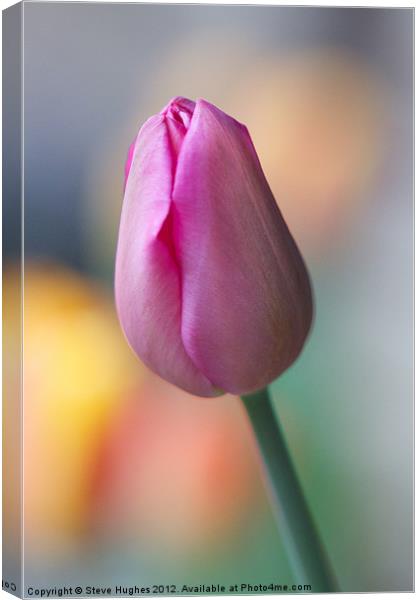 Pink Tulip about to burst Canvas Print by Steve Hughes