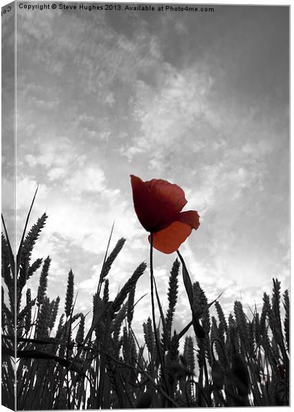 Red Poppy Amongst the Wheat Canvas Print by Steve Hughes