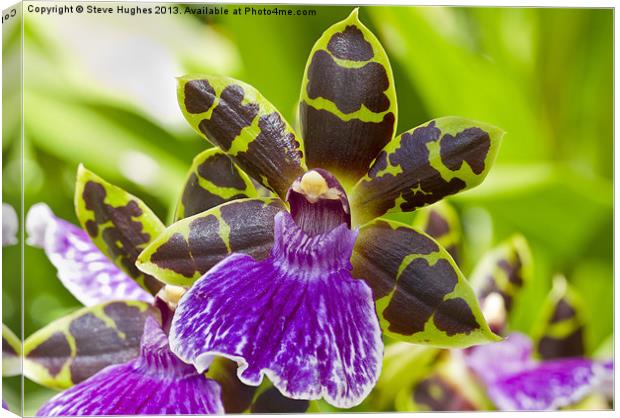 Orchid at R.H.S. Wisley Canvas Print by Steve Hughes
