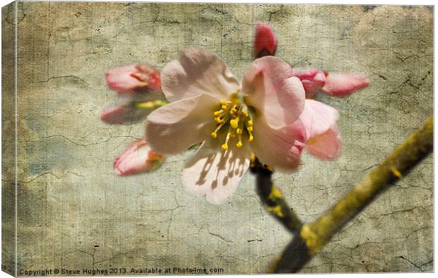 Textured Cherry Blossom Canvas Print by Steve Hughes