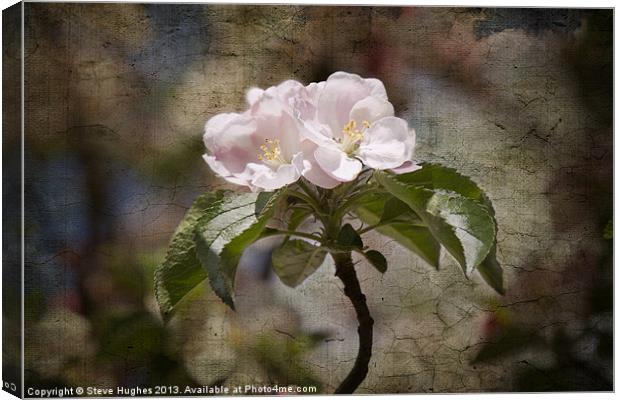 Pink Apple Blossom Canvas Print by Steve Hughes