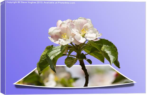 Apple Blossom popping out Canvas Print by Steve Hughes