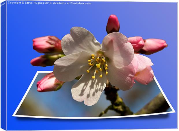 Cherry Blossom out of bounds Canvas Print by Steve Hughes