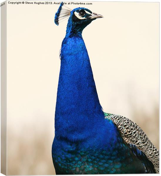 Proud Peacock Canvas Print by Steve Hughes