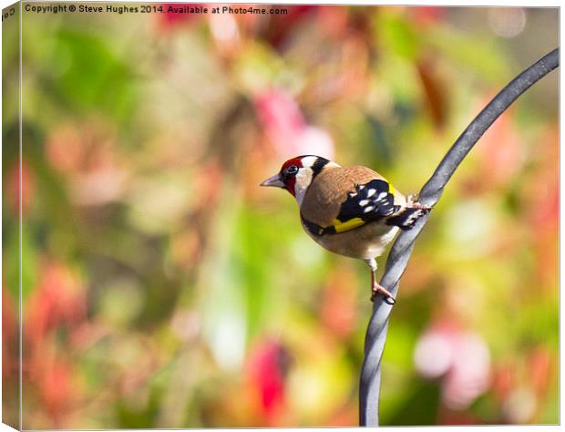 Perched Goldfinch (Carduelis carduelis) Canvas Print by Steve Hughes
