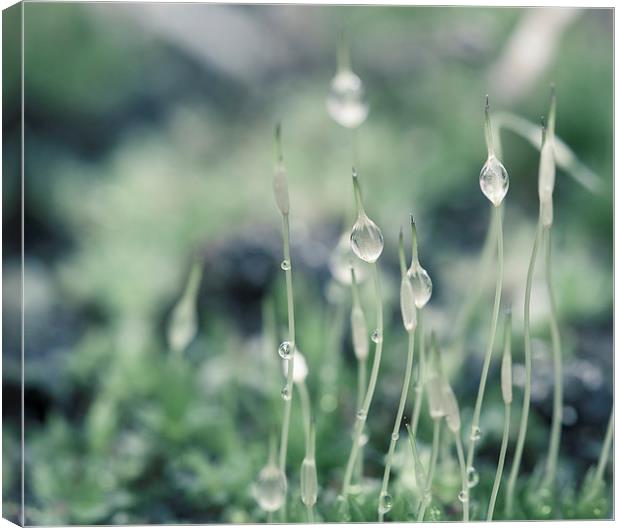 Water droplets on Moss Canvas Print by Steve Hughes