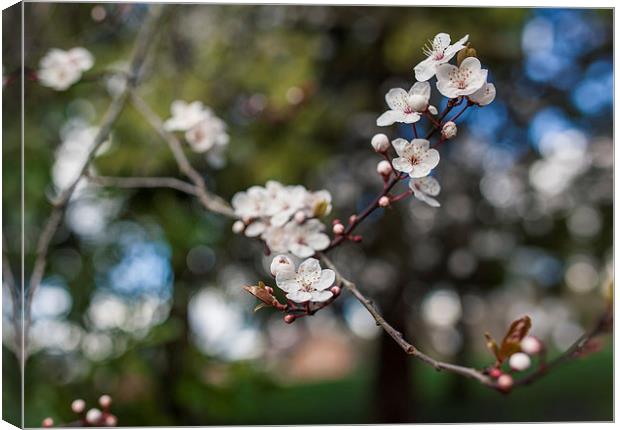Cherry Blossom spring is here! Canvas Print by Steve Hughes