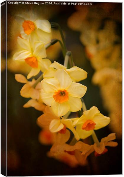 Narcissus orange tint Canvas Print by Steve Hughes