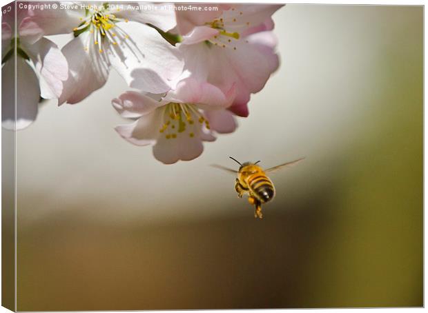 Honey Bee in flight Canvas Print by Steve Hughes