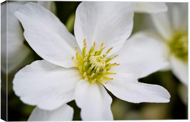 Clematis Marmoraria Canvas Print by Steve Hughes