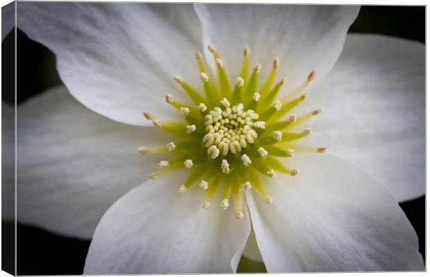 Centre of a Clematis Marmoraria flower Canvas Print by Steve Hughes