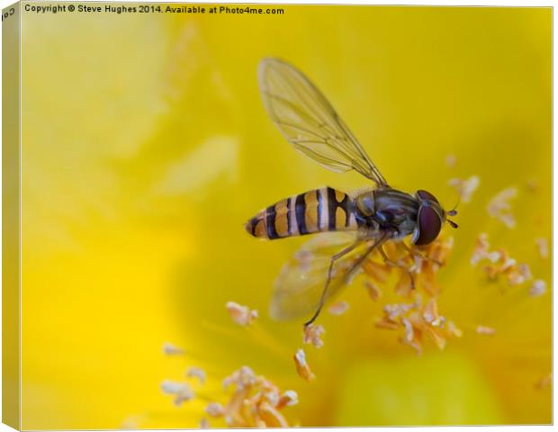  Resting Hoverfly Canvas Print by Steve Hughes