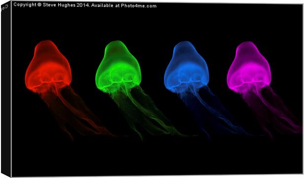  Four Coloured Jellyfish Canvas Print by Steve Hughes