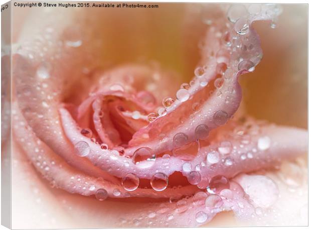  Water drops on a Rose flower Canvas Print by Steve Hughes