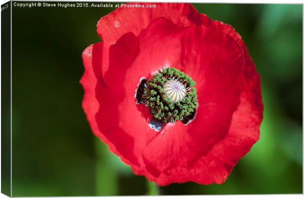  Bright Red Poppy Canvas Print by Steve Hughes