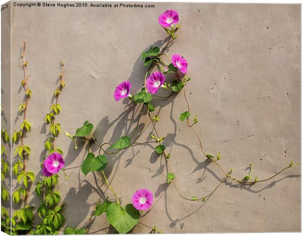  pink flowered wall climbing plant Canvas Print by Steve Hughes