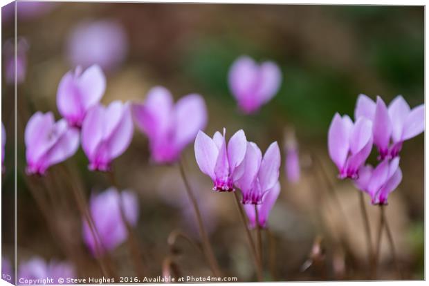 Tiny Pink Cyclamen Canvas Print by Steve Hughes