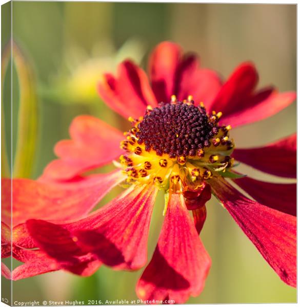 End of the season Red Cone Flower, Echinacea Canvas Print by Steve Hughes