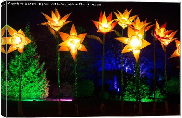 Giant Daffodils part of Christmas Glow at RHS Wisl Canvas Print by Steve Hughes