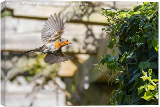 Robin flying into its nest Canvas Print by Steve Hughes