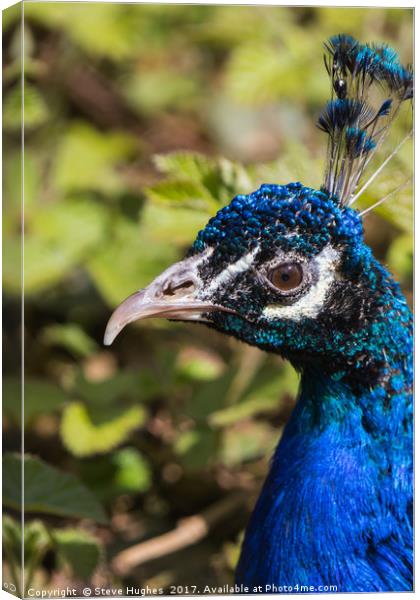 Indian blue Peacock Canvas Print by Steve Hughes