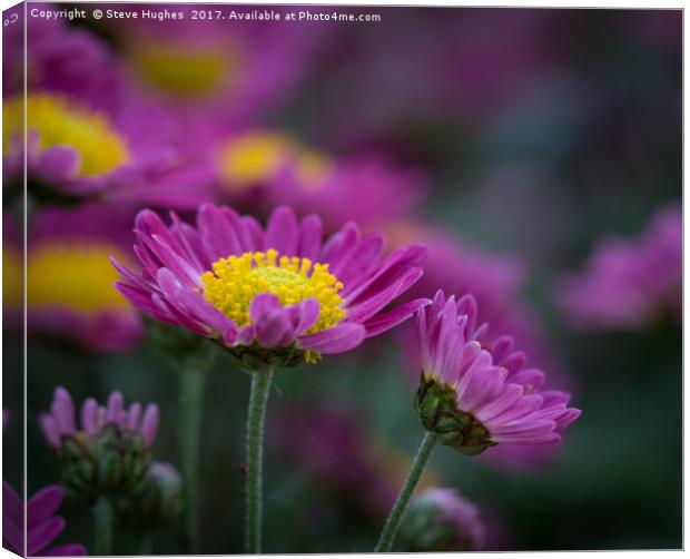 Purple Chrysanthemum flowers Canvas Print by Steve Hughes