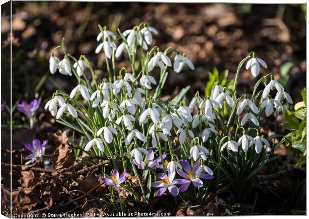 First signs of Spring Canvas Print by Steve Hughes