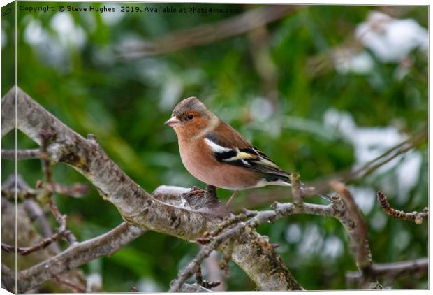Winter Chaffinch Canvas Print by Steve Hughes