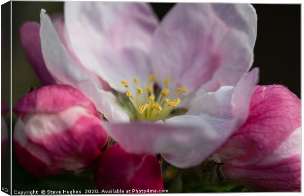 Single Apple Blossom flower Canvas Print by Steve Hughes