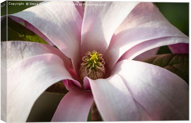 Magnificent Magnolia flower Canvas Print by Steve Hughes