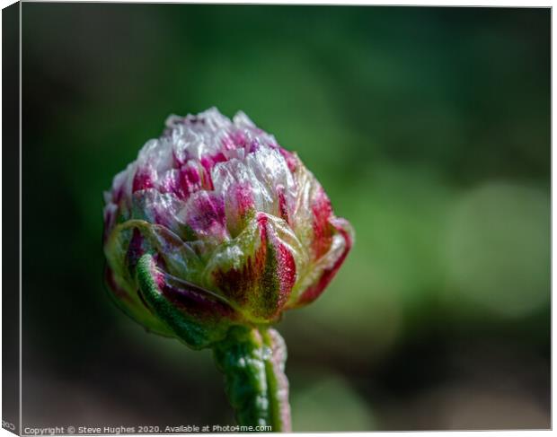 Thrift bud about to open Canvas Print by Steve Hughes