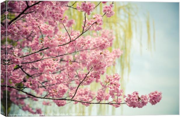 Pink cherry blossom, with willow bokeh Canvas Print by Steve Hughes