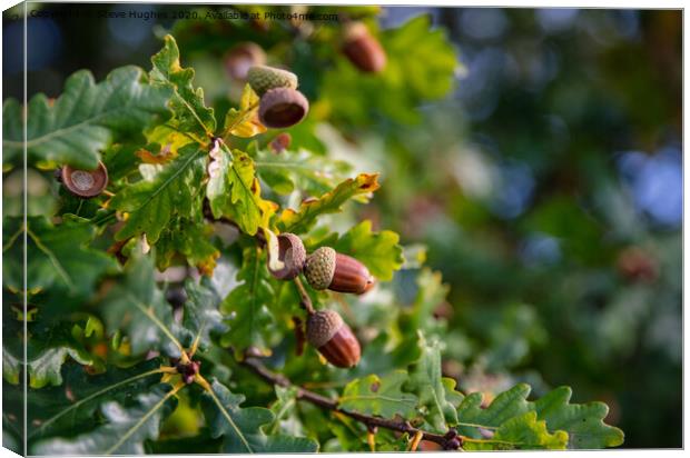 Acorns ready to fall Canvas Print by Steve Hughes