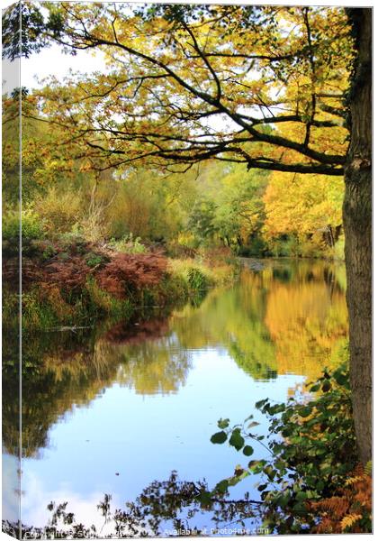 Basingstoke Canal in Autumnal colours Canvas Print by Steve Hughes