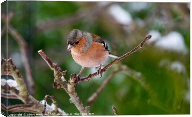 Chaffinch perched on a tree branch Canvas Print by Steve Hughes