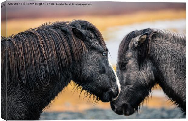 Two Icelandic Horses Canvas Print by Steve Hughes